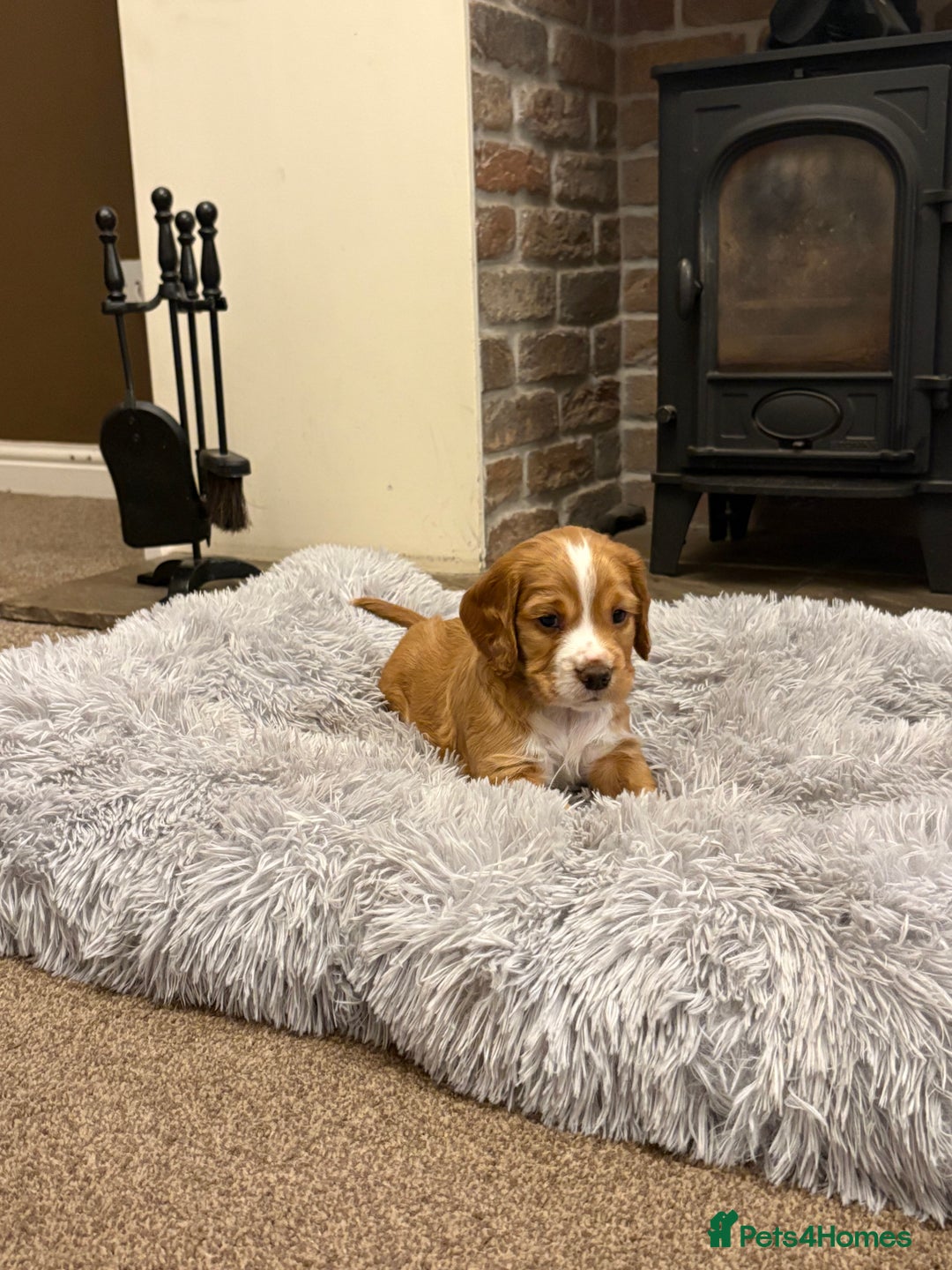 Cocker Spaniel dogs for sale: Working cocker spaniel boy - Image 11