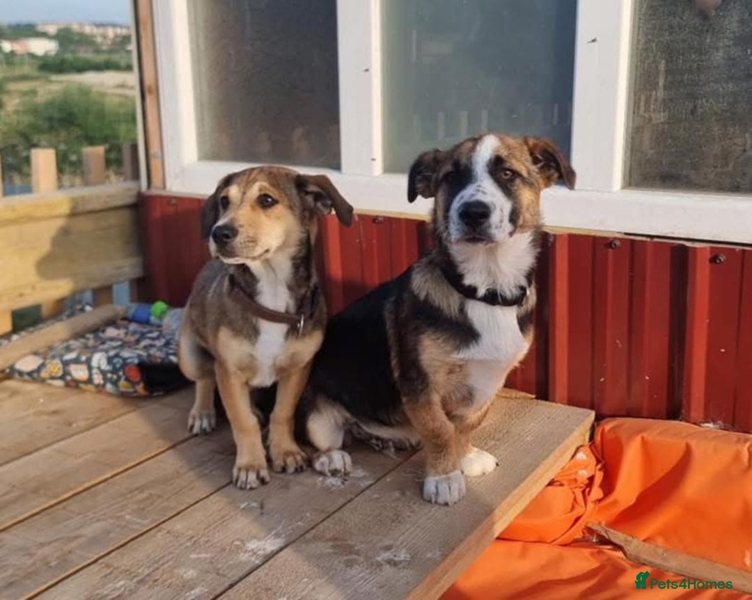 Mixed Breed dogs for adoption: 🎀 Tiny Zaza is Ready for Her Forever Home! - Image 9