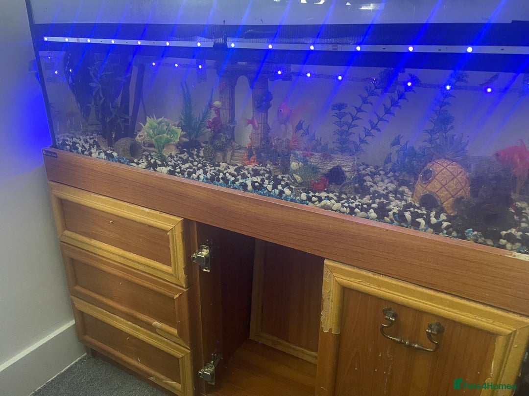 Goldfish fish for sale: Variety of fish and tank for sale in Cheltenham - Image 3