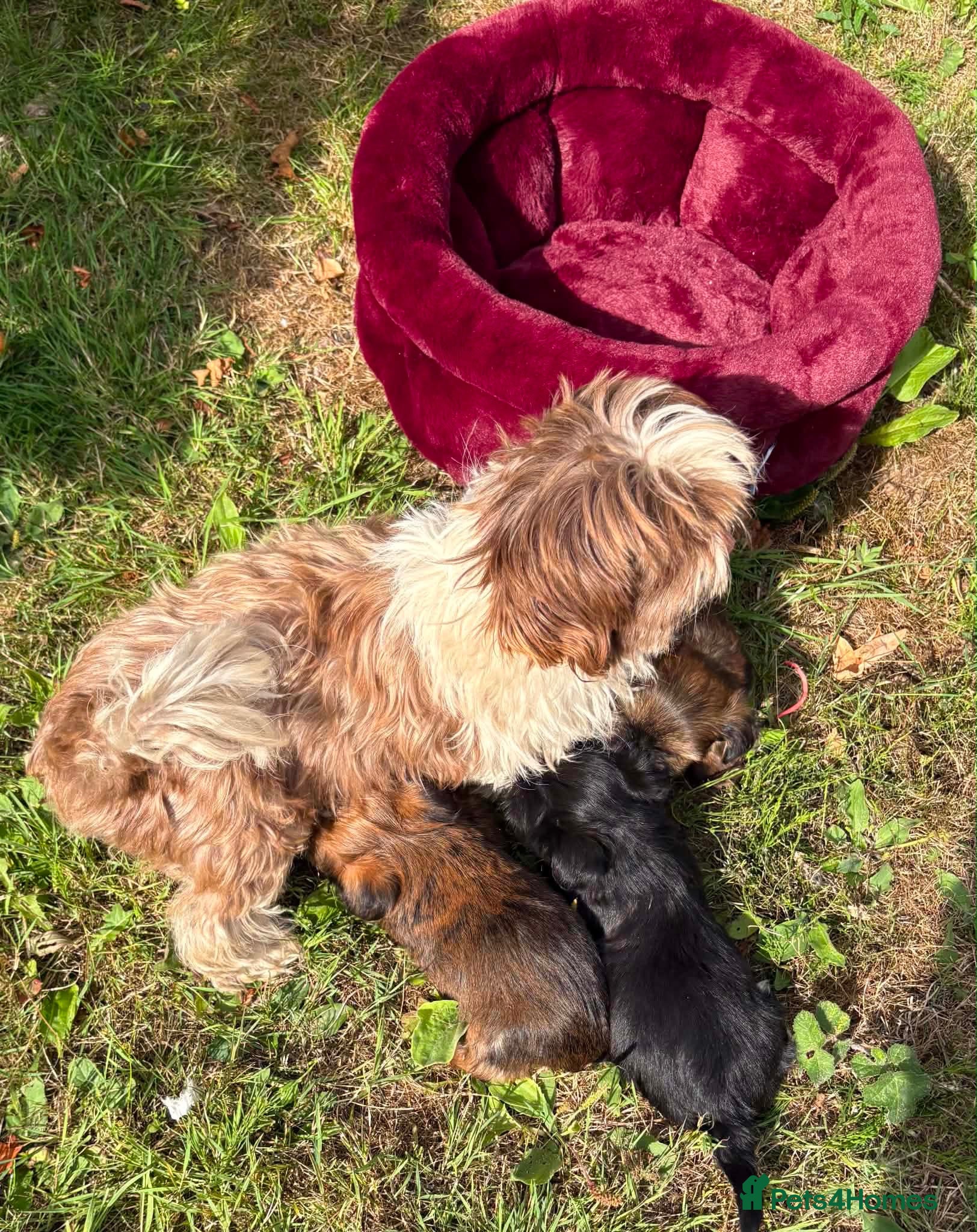 Shorkie dogs Yorkie/Shih Tzu  - Advert 2