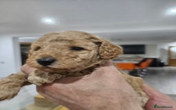 Miniature Poodle dogs for sale: Miniature poodle pups - Image 2