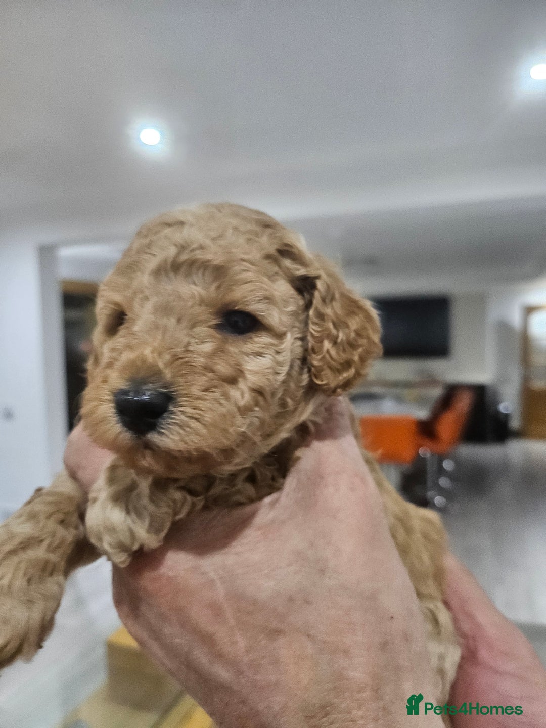 Miniature Poodle dogs for sale: Miniature poodle pups - Image 2