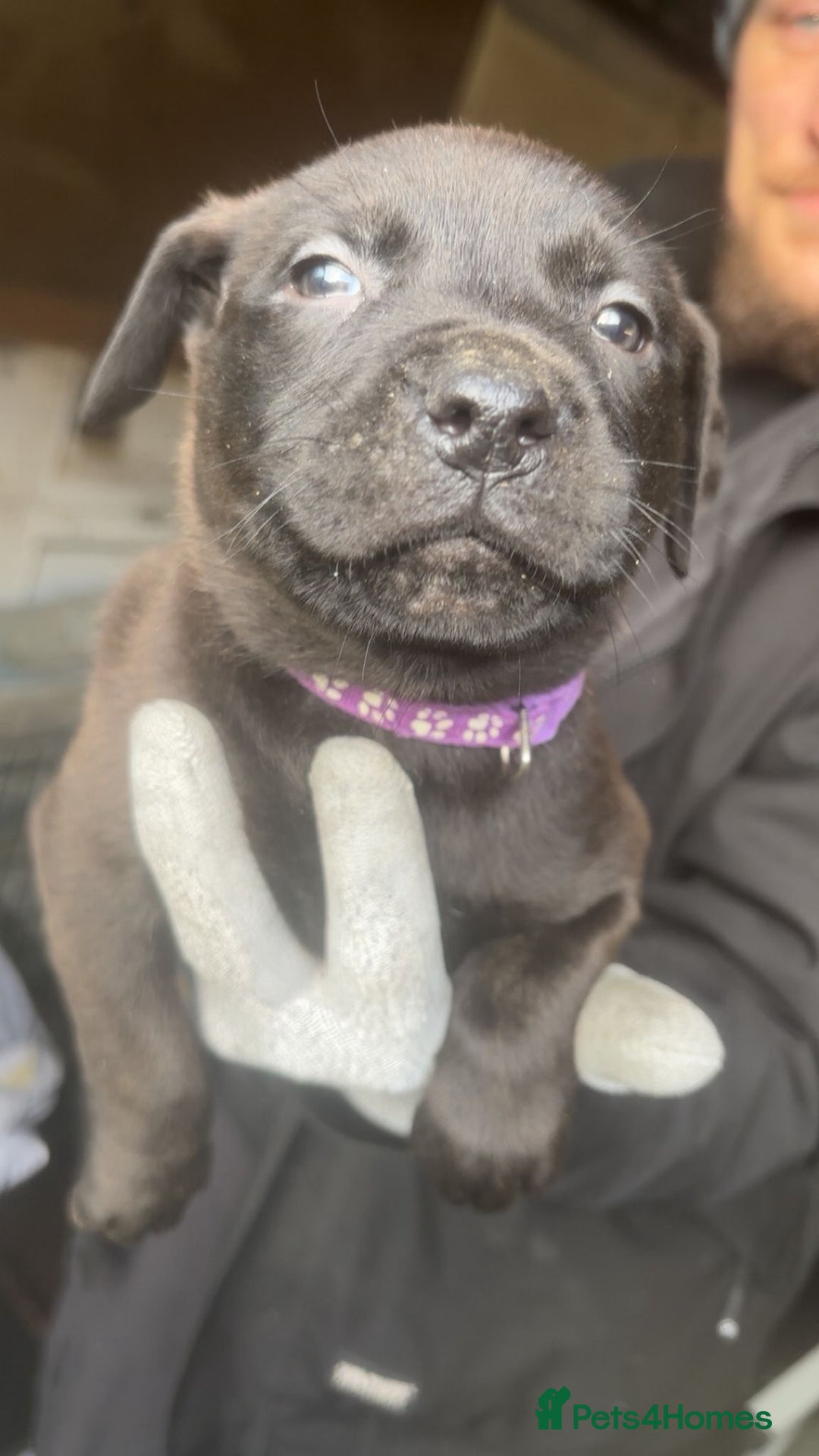 Mixed Breed dogs for sale: Amazing litter of exotic rottiebulls  - Advert 10