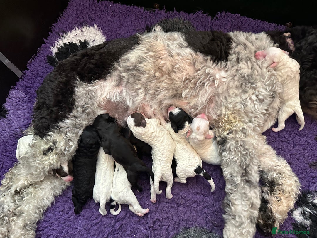 Labradoodle dogs for sale: Beautiful Puppies Ready for the Summer Holidays - Image 30