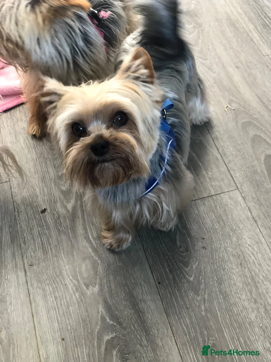 Yorkshire Terrier dogs for sale: KC REGISTERED YORKSHIRE TERRIER   - Advert 2