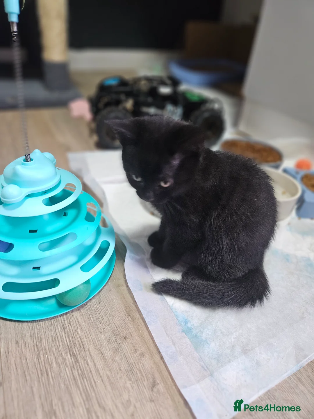 Mixed Breed cats for sale: mixed breed kittens - Advert 2