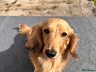 Miniature Dachshund dogs - Advert 21