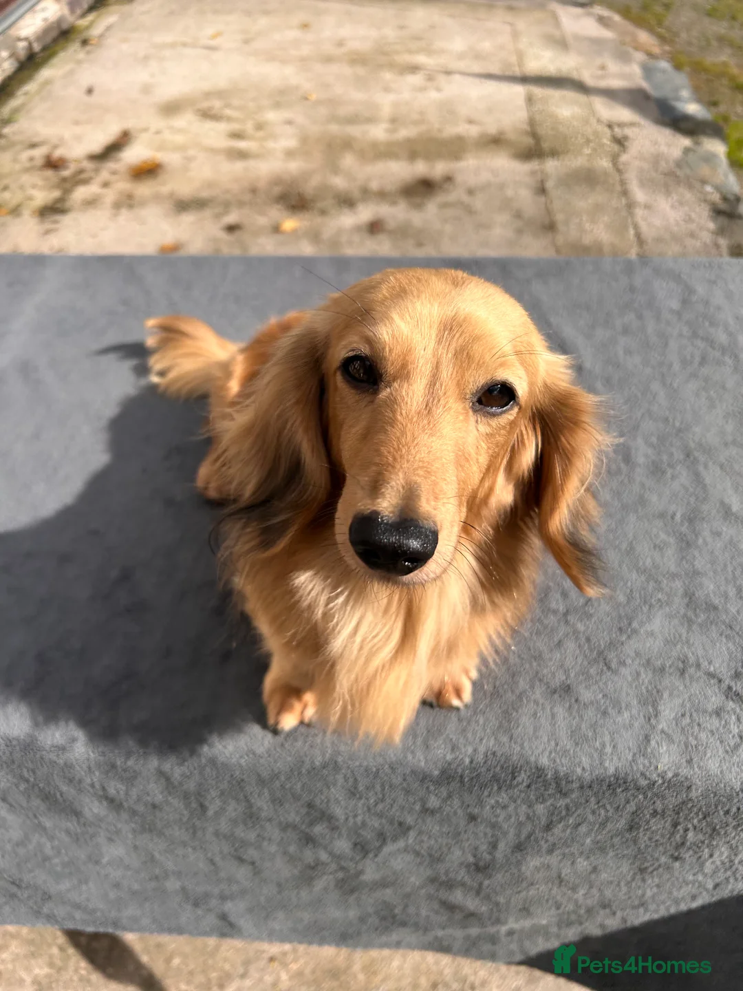 Miniature Dachshund dogs for stud: Pinot & Porter  - Advert 1