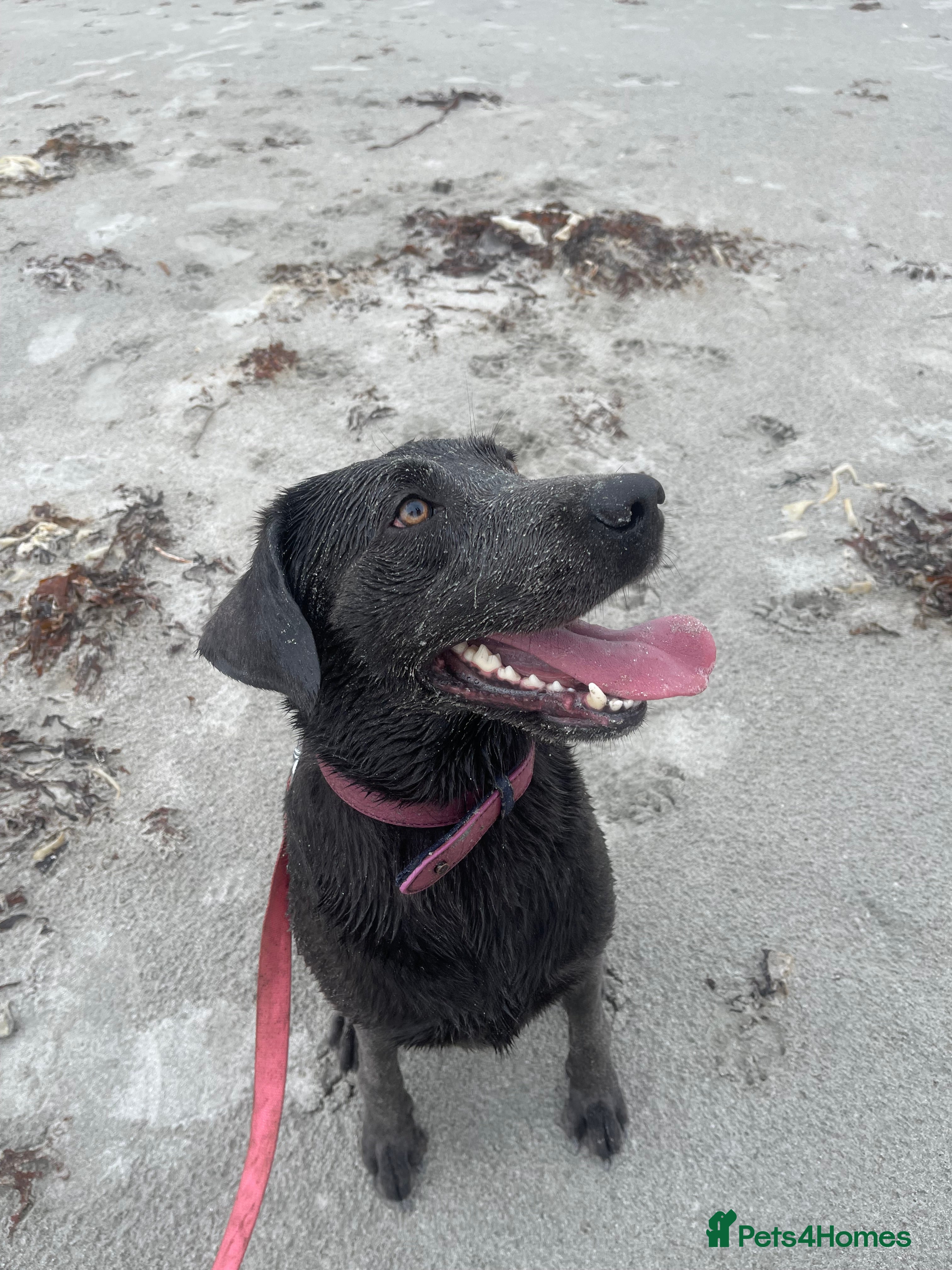 Labrador Retriever dogs Rehome- read carefully  - Advert 1