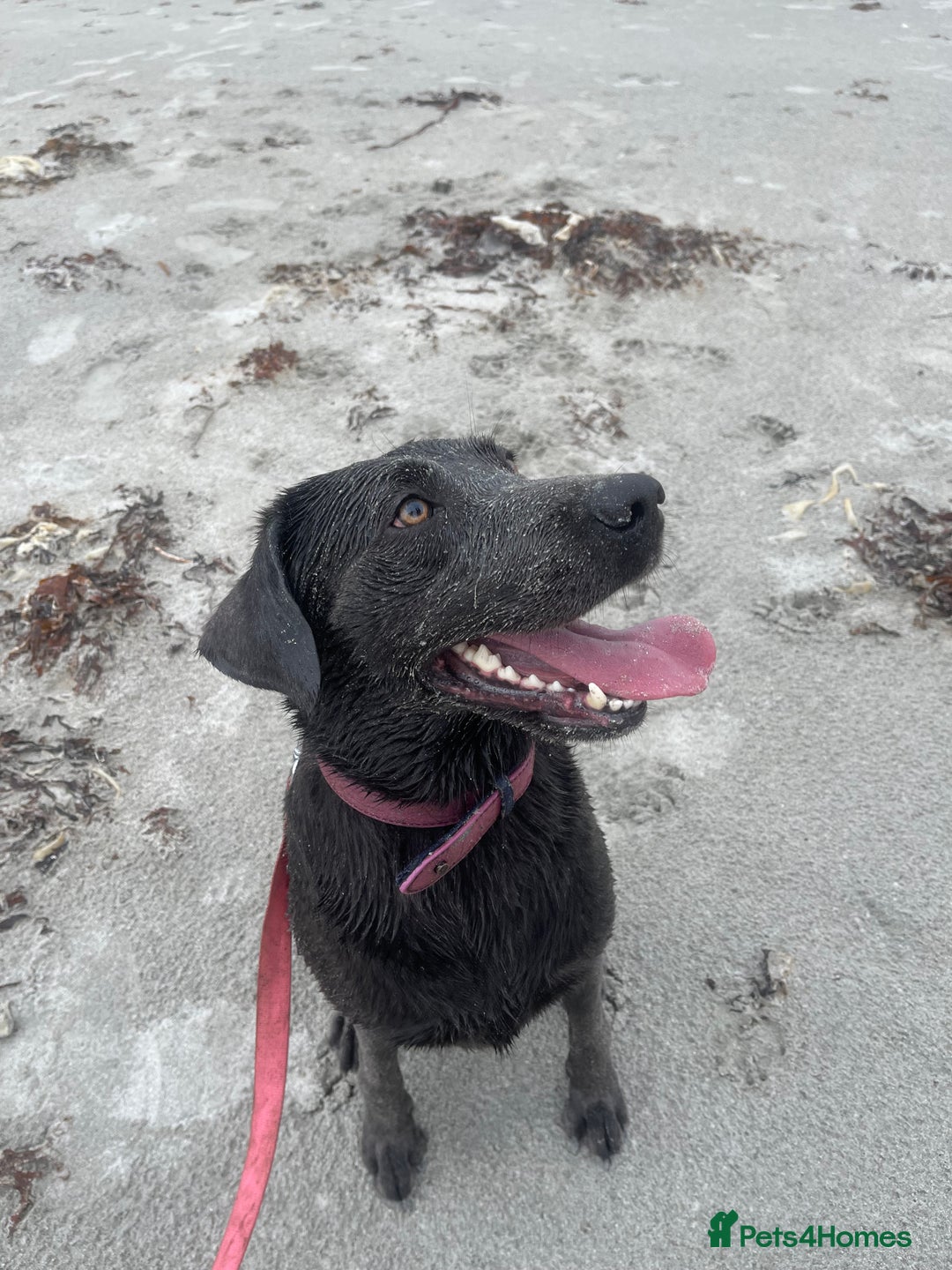 Labrador Retriever dogs for sale: Rehome- read carefully  - Advert 1