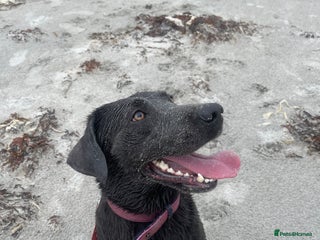 Labrador Retriever dogs Rehome- read carefully - Advert 1