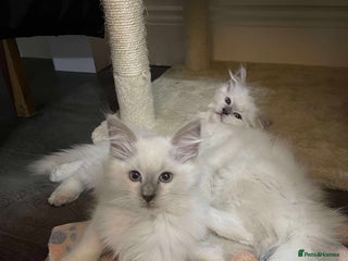 Ragdoll cats for sale - Advert 1