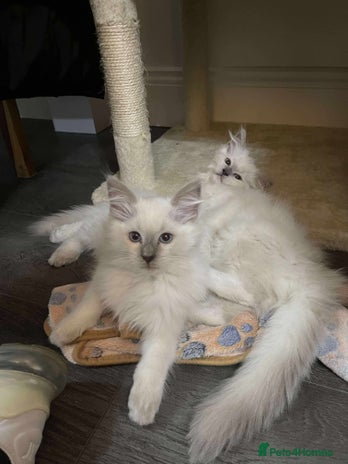 Ragdoll cats - Advert 4