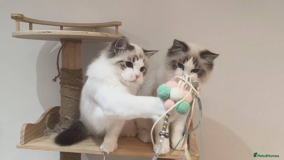 Ragdoll cats for sale: Gccf tica register kittens - Advert 12