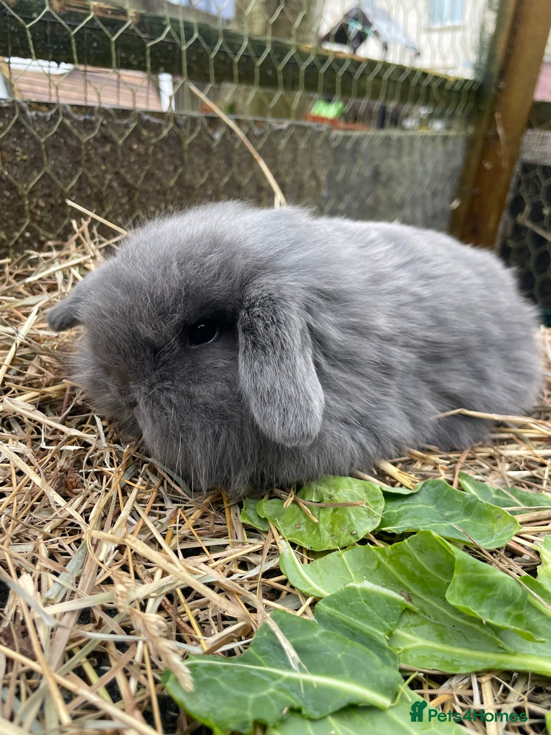 Mini Lop rabbits for sale: Beautiful mini lop babies  - Advert 11