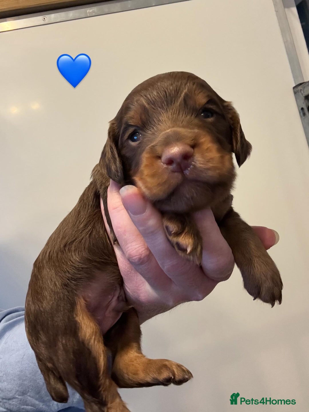 Cocker Spaniel dogs for sale: KC reg cocker spaniel pups  - Image 4