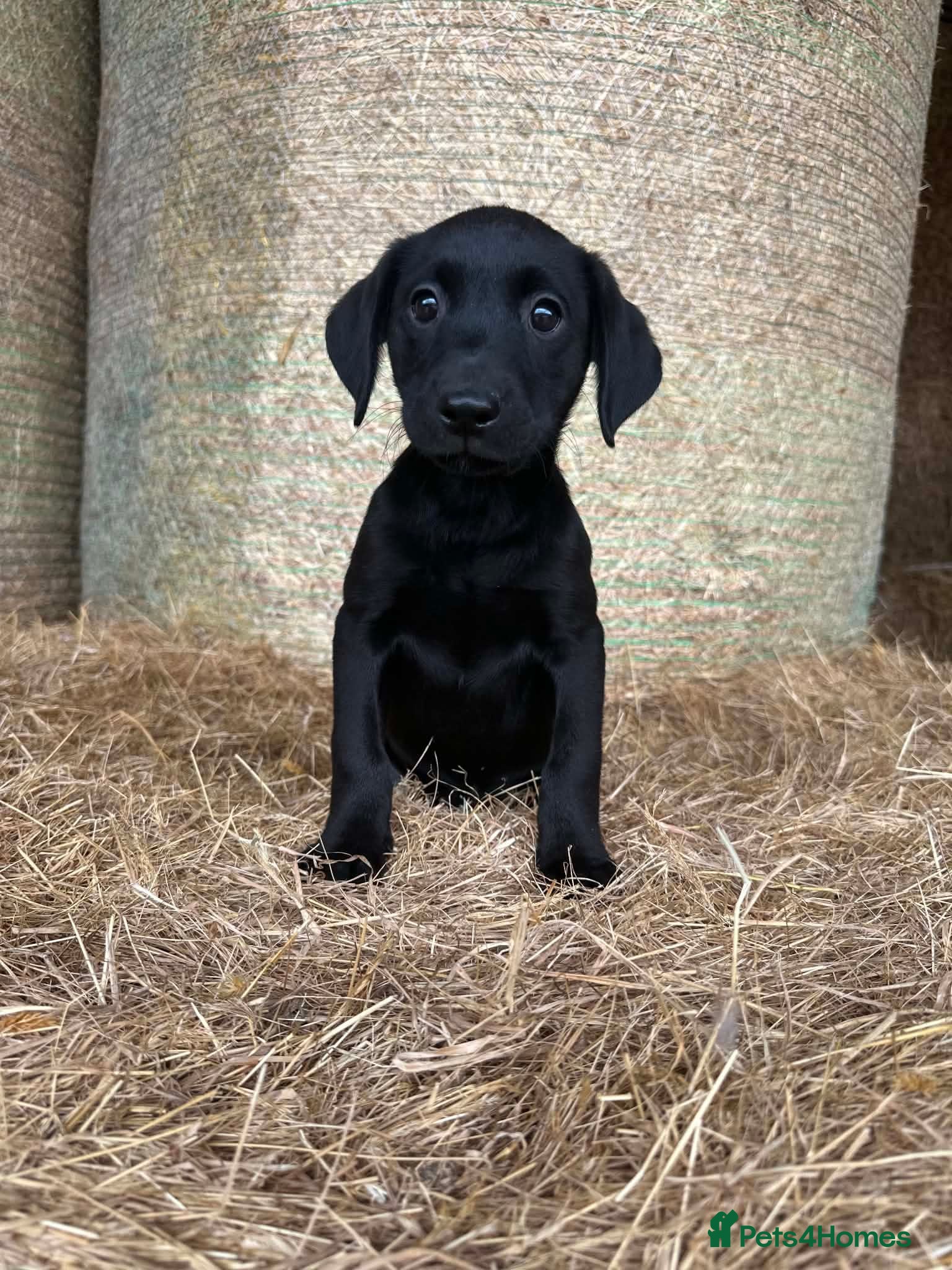 Labrador Retriever dogs OUTSTANDING LITTER OF BLACK & YELLOW PUPPIES - Advert 2