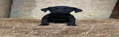 Labrador Retriever 2