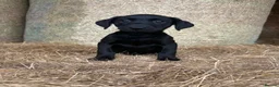 Labrador Retriever dogs for sale: OUTSTANDING LITTER OF BLACK & YELLOW PUPPIES - Advert 2