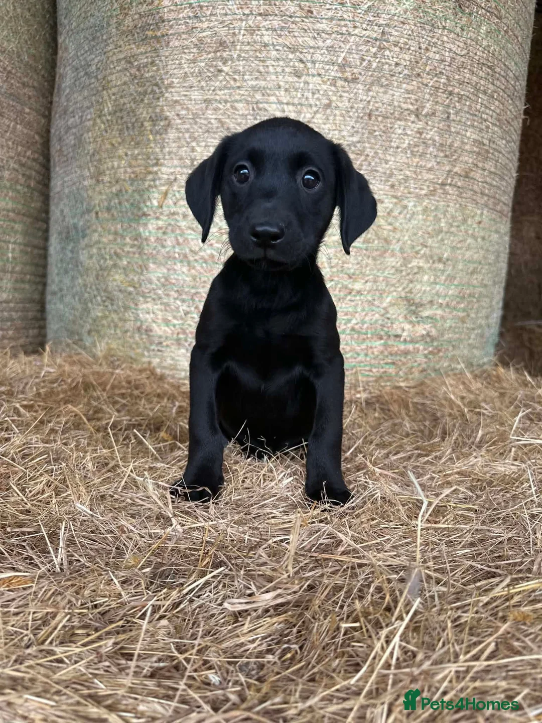 Labrador Retriever dogs for sale: OUTSTANDING LITTER OF BLACK & YELLOW PUPPIES - Advert 2