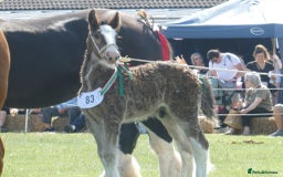 Shire horses for sale: Barnsbridge Wilbur Colt Shire foal - Image 1