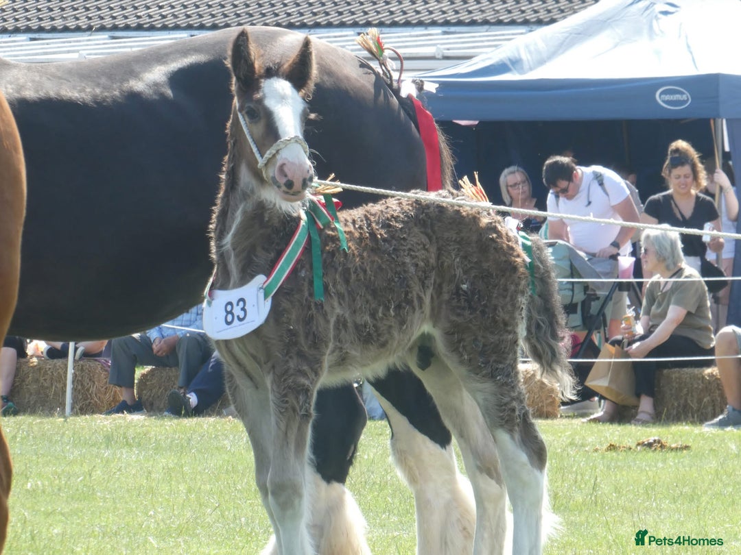 Shire horses for sale: Barnsbridge Wilbur Colt Shire foal - Image 1