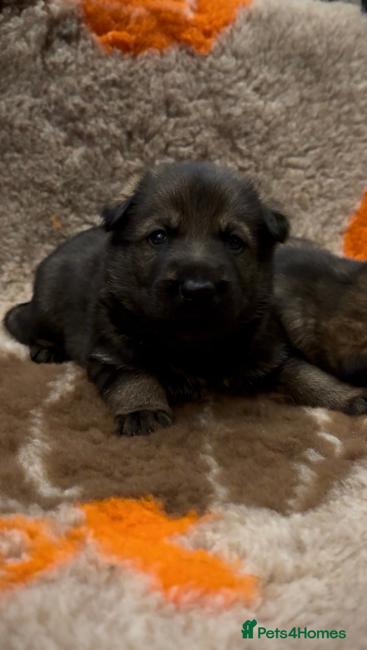 German Shepherd dogs Beautiful Working Line German Shepherd Puppies - Advert 1
