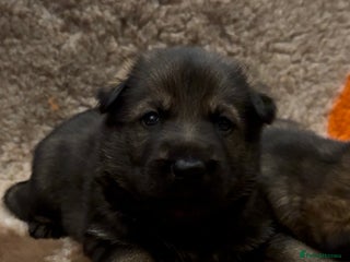 German Shepherd dogs Beautiful Working Line German Shepherd Puppies - Advert 1