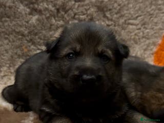 German Shepherd dogs Beautiful Working Line German Shepherd Puppies - Advert 17