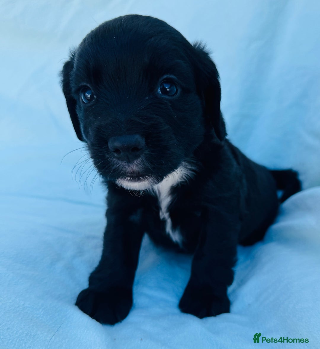 Cocker Spaniel dogs for sale: Beautiful cocker spaniels puppies for sale - Image 28