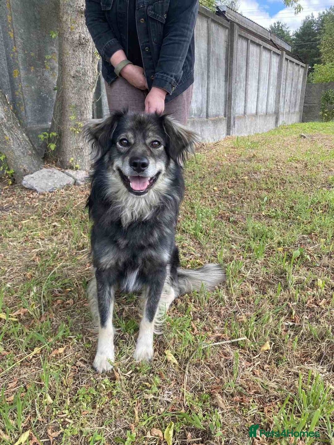 Border Collie dogs for adoption: FREDDIE - Male Border Collie - Advert 1
