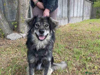 Border Collie dogs FREDDIE - Male Border Collie - Advert 2