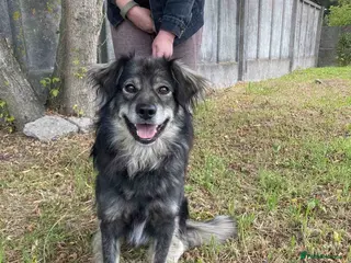 Border Collie dogs FREDDIE - Male Border Collie - Advert 19