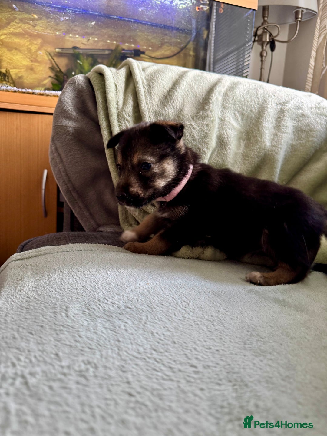 Mixed Breed dogs for sale: Sprollie x husky puppies  - Image 5