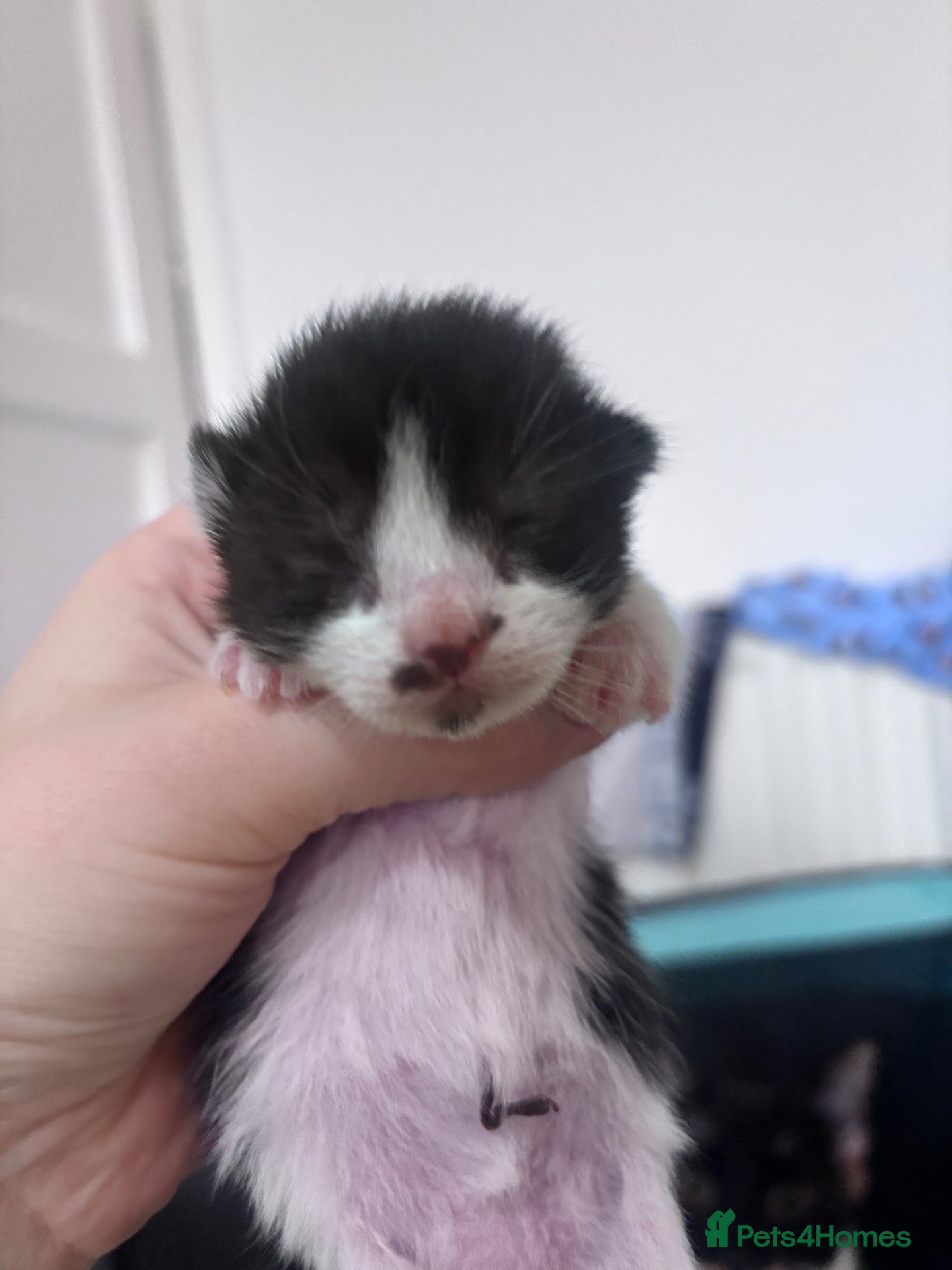Mixed Breed cats for sale: ONLY 1 BEAUTIFUL BLACK & WHITE KITTEN LEFT 🐾 - Advert 2