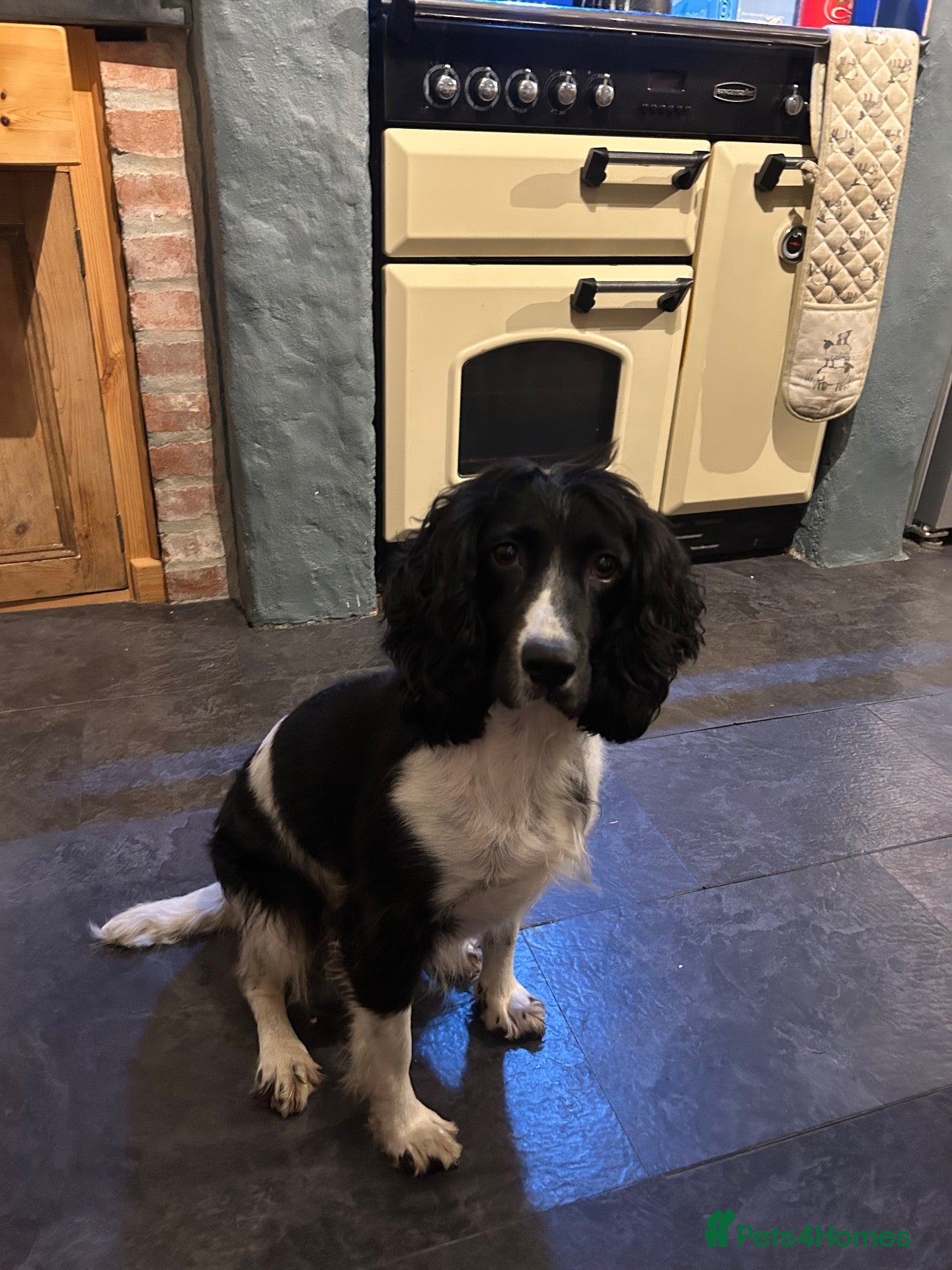 Cocker Spaniel dogs Cocker spaniel boy - Advert 1