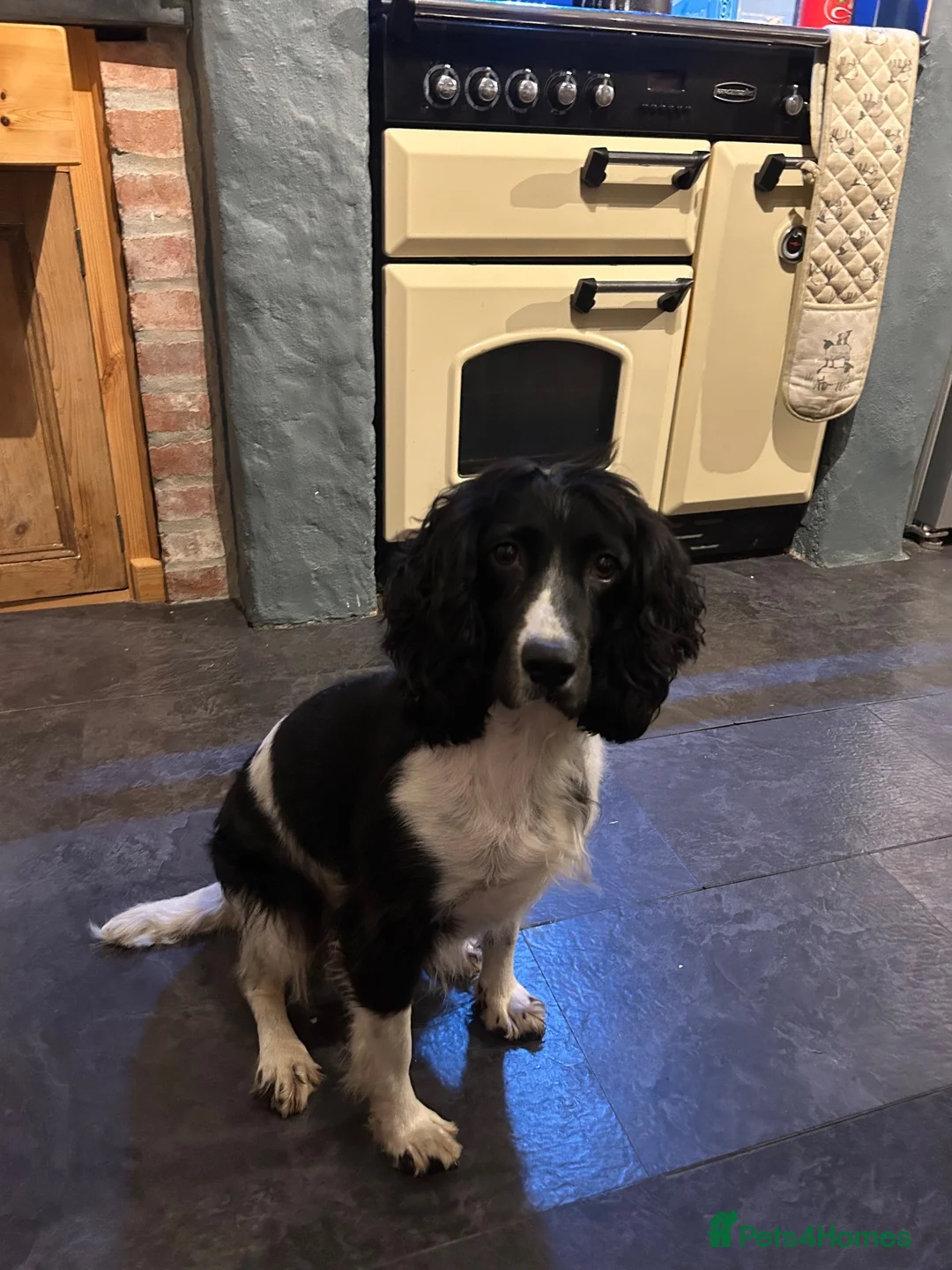 Cocker Spaniel dogs for sale: Cocker spaniel boy - Advert 2