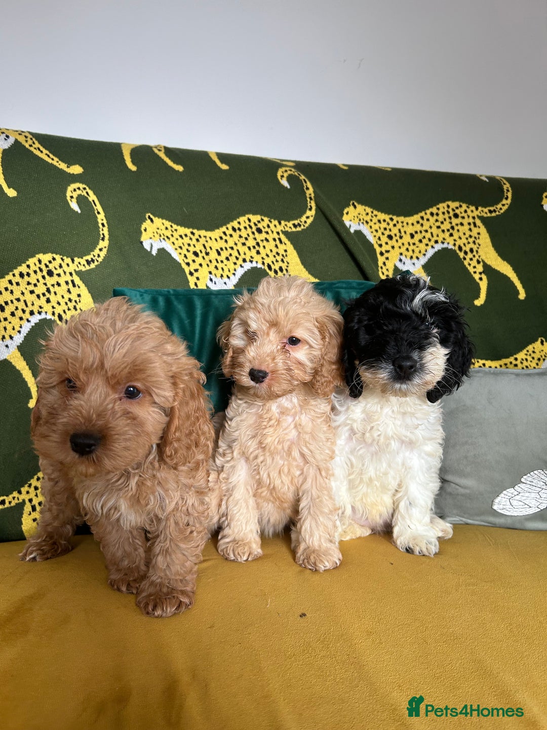 Cockapoo dogs for sale: F1 miniture cocapoos - Image 1