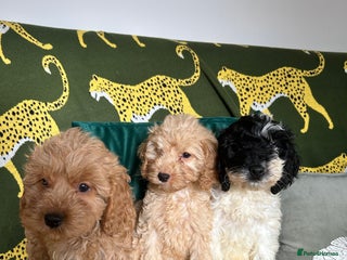 Cockapoo dogs - Advert 6