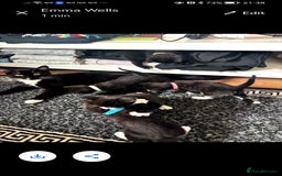 Mixed Breed cats for sale: Ready now - Image 2