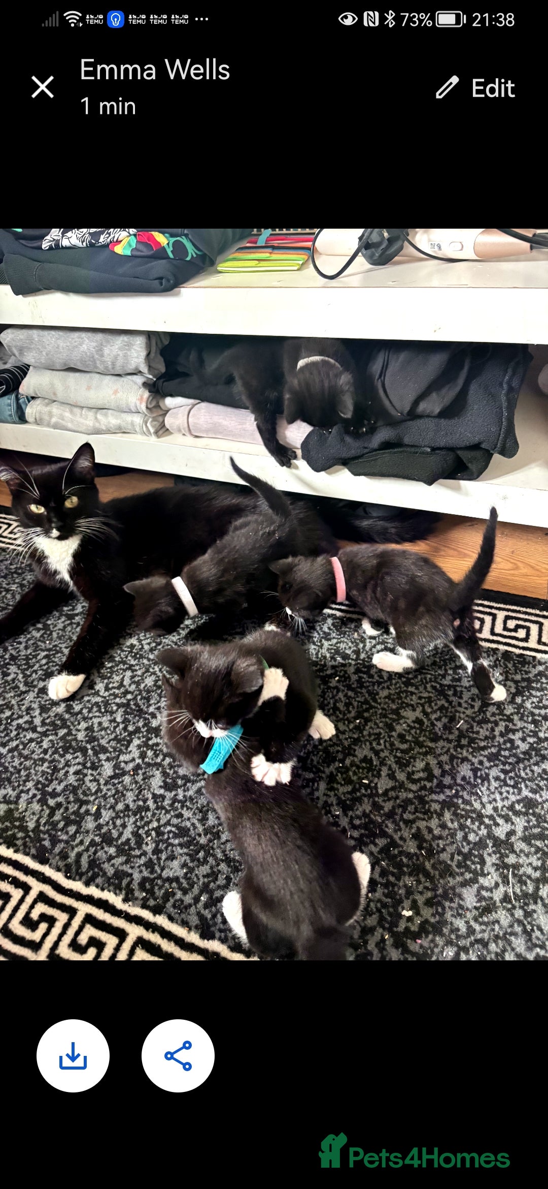 Mixed Breed cats for sale: Ready now - Image 2