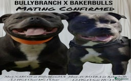 Staffordshire Bull Terrier dogs for sale: Reduced, remaining 2 KC Blue SBT - Image 18