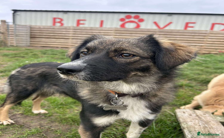 Mixed Breed dogs - Advert 2