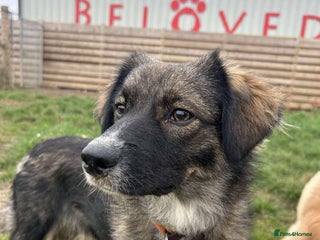 Mixed Breed dogs MABEL - Advert 18
