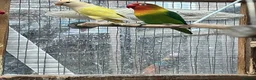 Lovebirds birds for sale: Lovebirds - Advert 11
