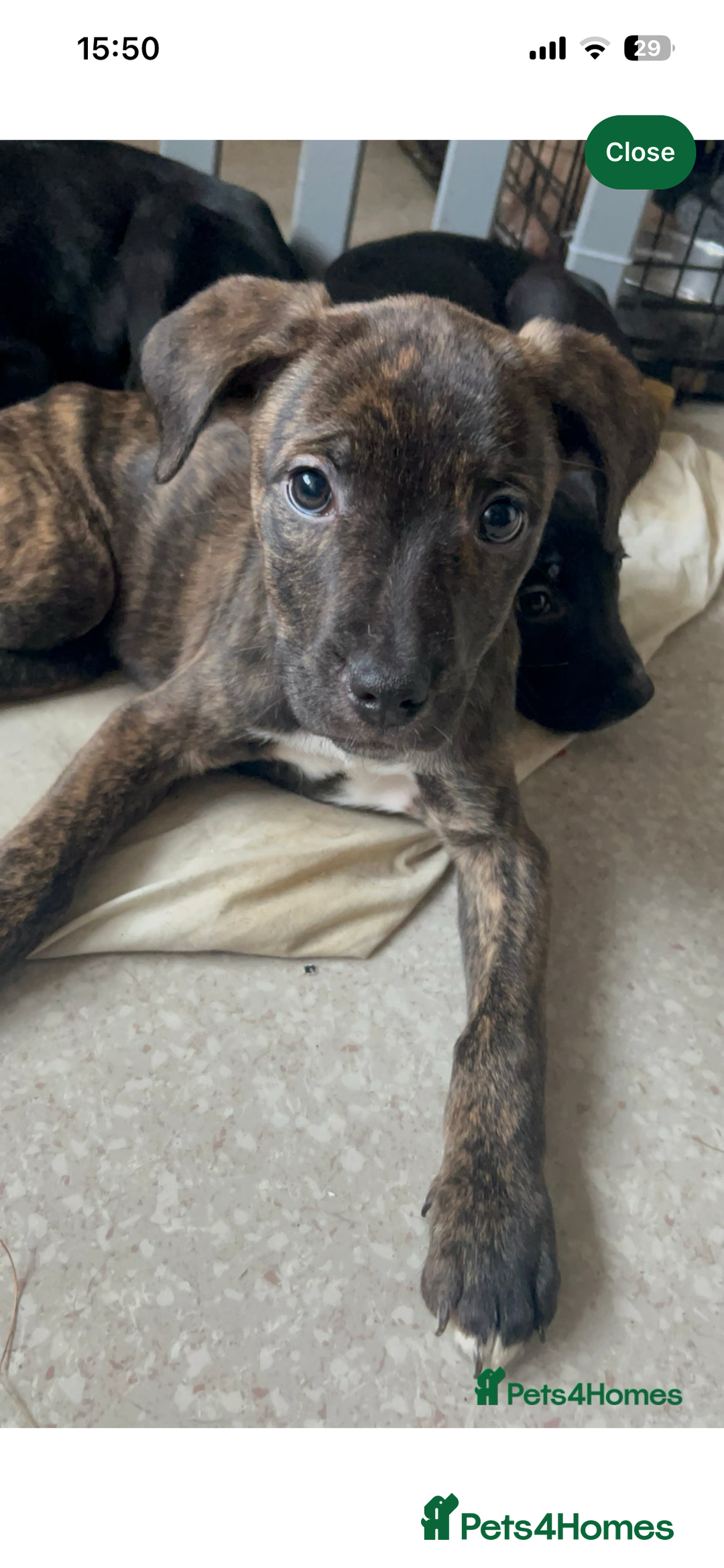 Mixed Breed dogs for sale: Kiara - Advert 1