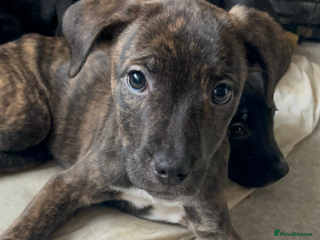 Mixed Breed dogs Kiara - Advert 2