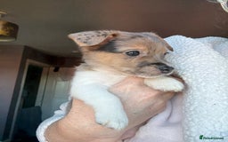 Jack Russell dogs for sale: Jack russel pup for sale  - Image 3
