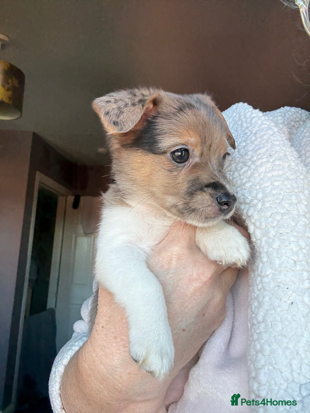 Jack Russell dogs for sale: Jack russel pup for sale  - Image 3