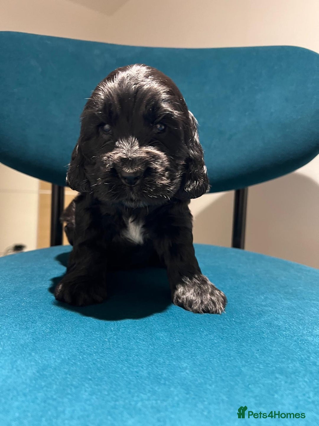 Cocker Spaniel dogs for sale: Show Type Cocker Spaniel  - Advert 19